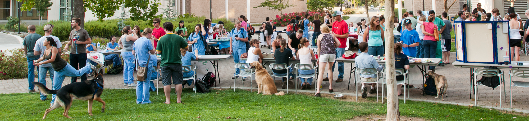 An outdoor event on the grass at veterinary medicine with a group of people and dogs